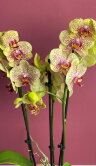 Орхидея Фаленопсис Фенси Фреклес 3 ст 