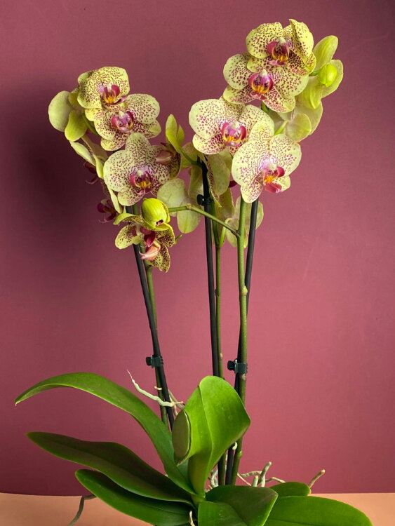 Орхидея Фаленопсис Фенси Фреклес 3 ст 