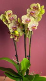 Орхидея Фаленопсис Фенси Фреклес 3 ст 