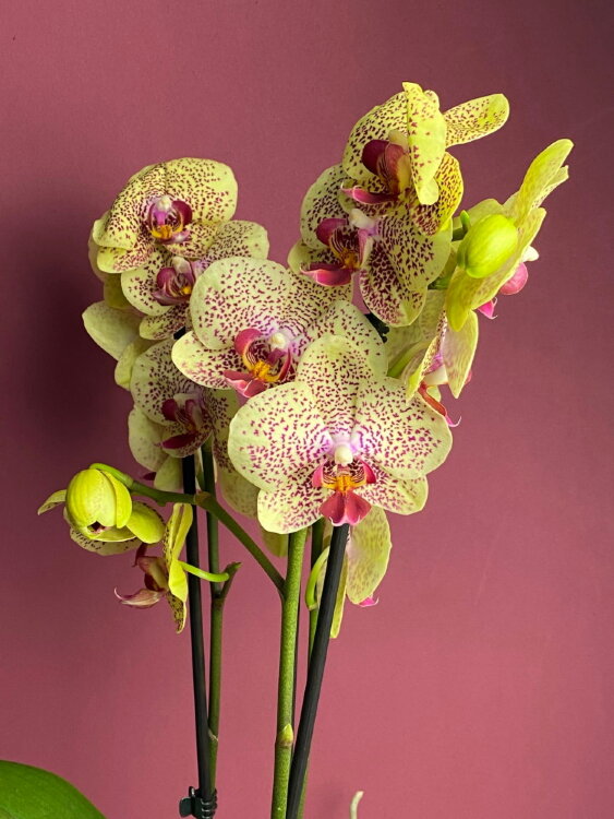 Орхидея Фаленопсис Фенси Фреклес 3 ст 