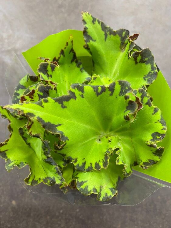 Бегония рекс Джайв ⌀9 