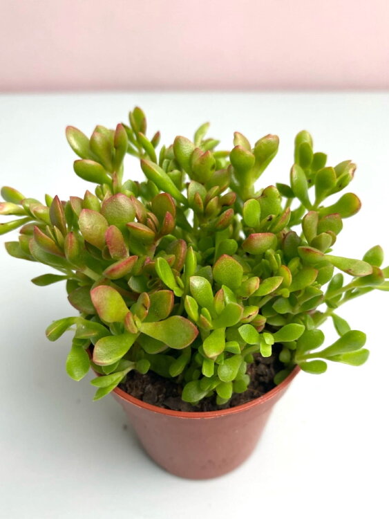 Крассула Радиканс ⌀5 