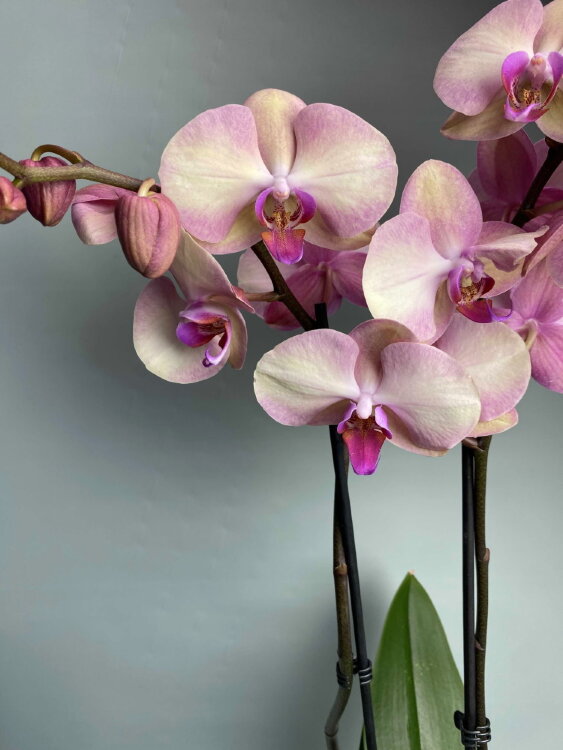 Орхидея фаленопсис Спаркс 2 ст 