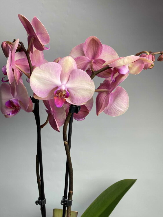 Орхидея фаленопсис Спаркс 2 ст 