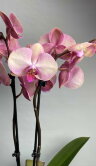 Орхидея фаленопсис Спаркс 2 ст 