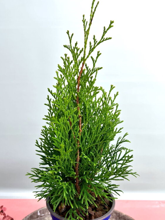 Туя западная Смарагд ⌀11 25 см 