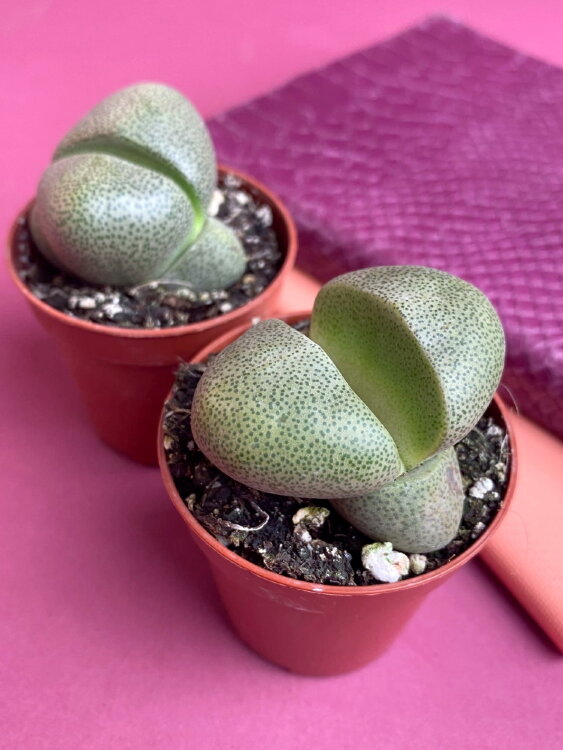 Литопс Плейоспилос ⌀5 