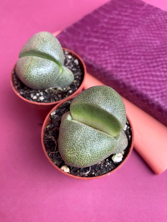 Литопс Плейоспилос ⌀5 