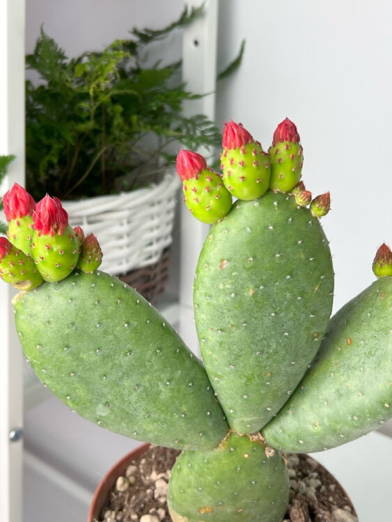 Опунция Инамоена ⌀14 30 см 