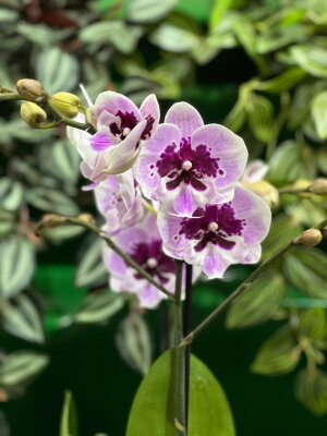 Орхидея Фаленопсис Алладин Биг Лип ⌀12 50 см