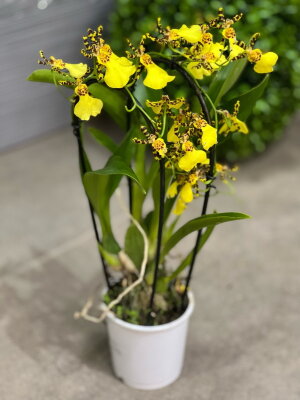 Орхидея Онцидиум каскад ⌀9 25 см