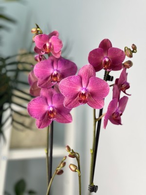 Орхидея Фаленопсис Хеппи Кэрол ⌀12 60 см