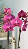 Орхидея Фаленопсис Хеппи Кэрол ⌀12 60 см 