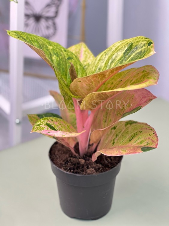 Аглаонема Эппл Фэнтези ⌀12 30 см 