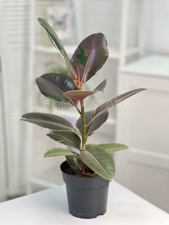 Фикус Эластика Пинк Камуфляж ⌀17 60 см  Фикус Эластика Пинк Камуфляж ⌀17 60 см