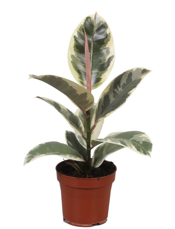 Фикус эластика Тинеке ⌀12 30 см 