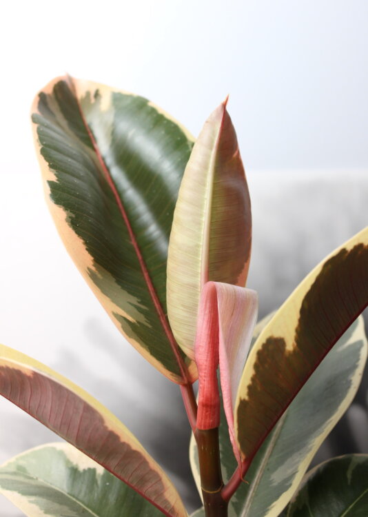 Фикус эластика Тинеке ⌀12 30 см 