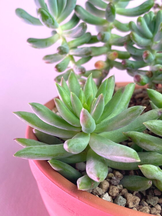 Седум Моргана ⌀5 