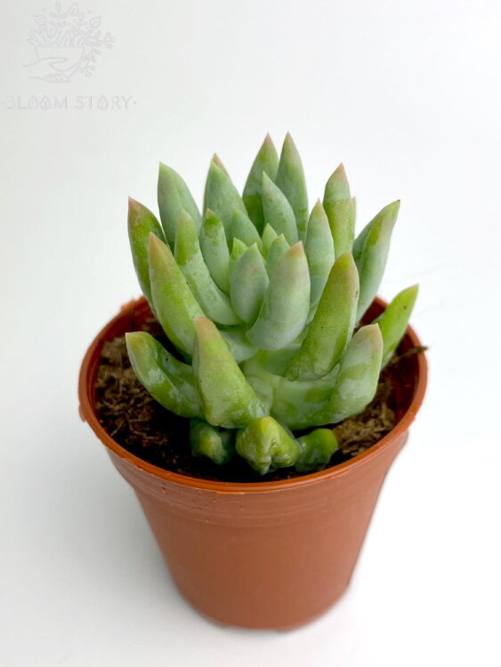 Седум Моргана ⌀5 