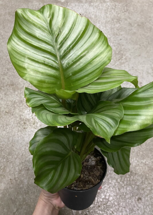 Калатея Орбифолия ⌀12 35 см 