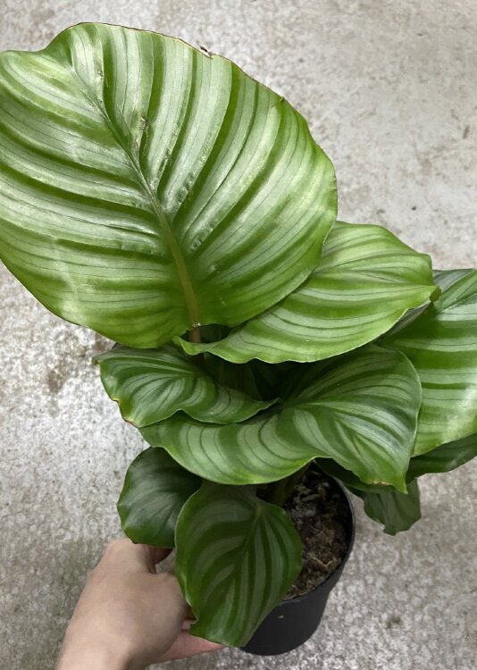 Калатея Орбифолия ⌀12 35 см 