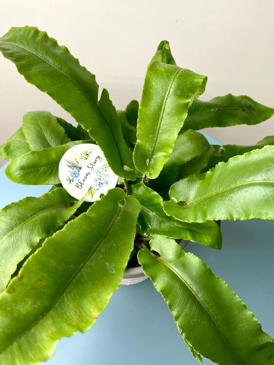 Асплениум Сколопендриум ⌀12 30 см 