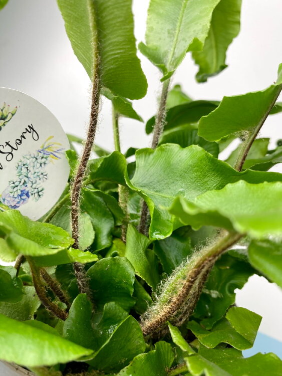 Асплениум Сколопендриум ⌀12 30 см 