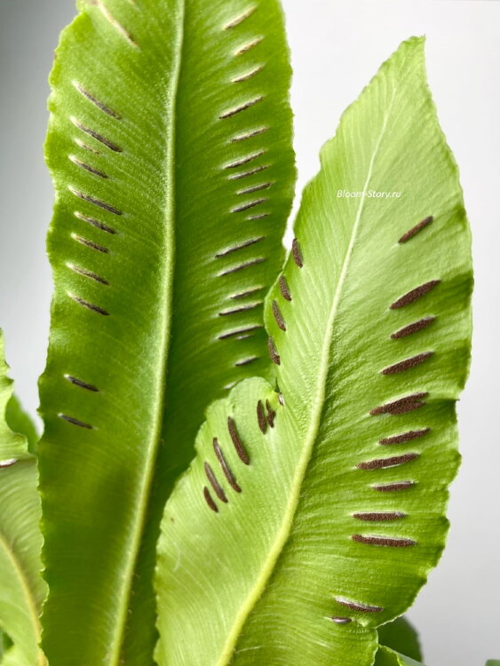 Асплениум Сколопендриум ⌀12 30 см 