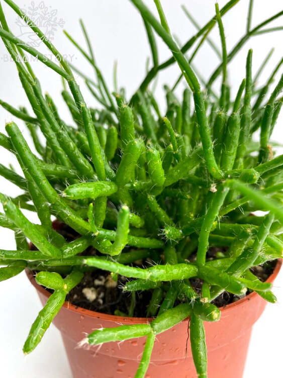 Рипсалис Барчела ⌀12 