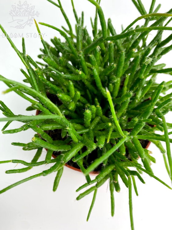 Рипсалис Барчела ⌀12 