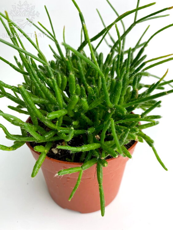 Рипсалис Барчела ⌀12 