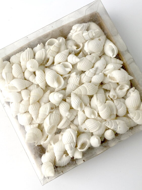 Ракушки мелкие белые 