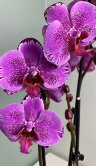 Орхидея Фаленопсис Поттер 2 ст 