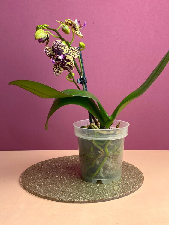 Орхидея Фаленопсис Борнео 1 ст 