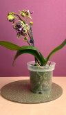 Орхидея Фаленопсис Борнео 1 ст 