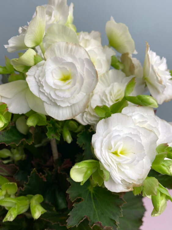 Бегония элатиор белая ⌀14 