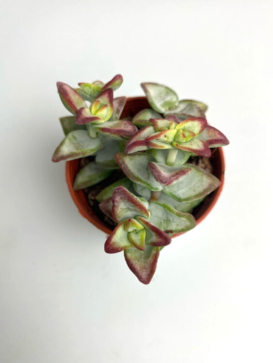 Крассула Рупестрис Хай Волтедж ⌀5 