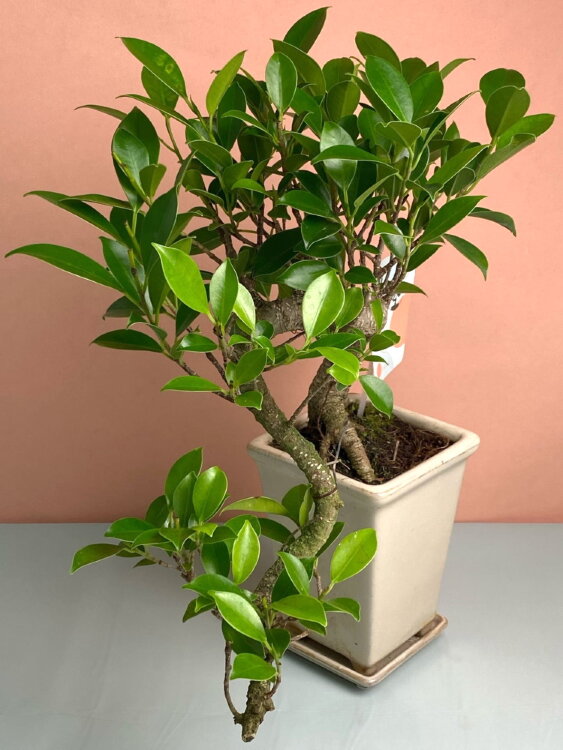 Бонсай каскад 35 см 