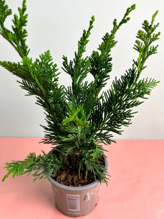 Кипарисовик Обтуза Драхт ⌀9 25 см 