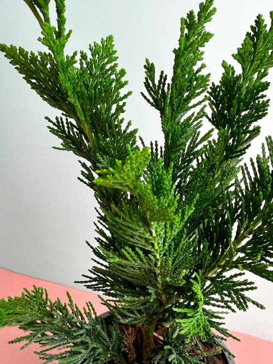 Кипарисовик Обтуза Драхт ⌀9 25 см 