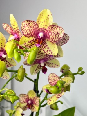 Орхидея Фаленопсис Аристо (Арома) ⌀9 25 см