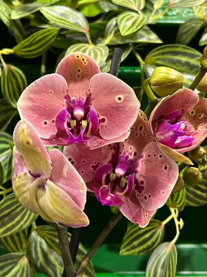 Орхидея Фаленопсис Вайлд Пич ⌀12 50 см
