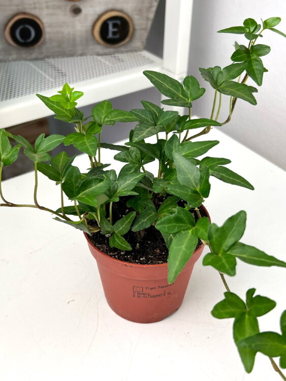 Хедера Грин Риппл ⌀9 15 см 