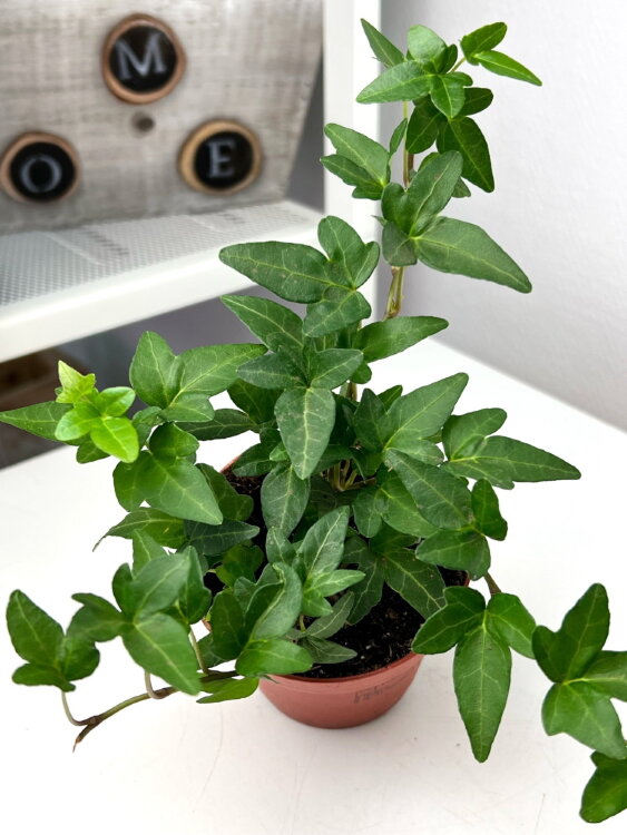 Хедера Грин Риппл ⌀9 15 см 