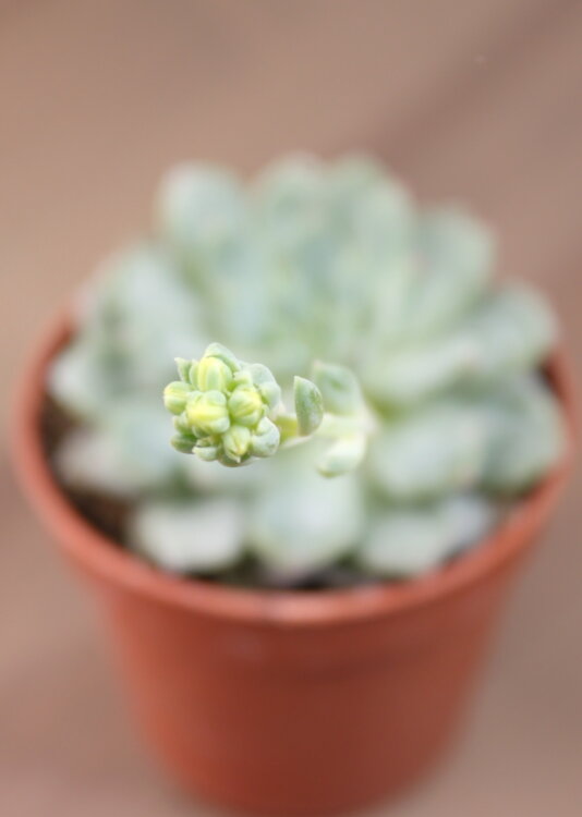 Седум Блю ⌀5 