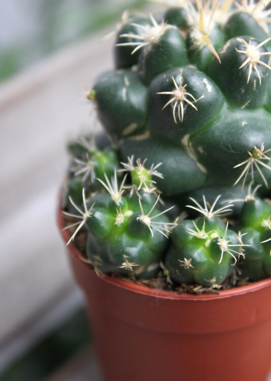 Корифанта Элефантиденс ⌀5 