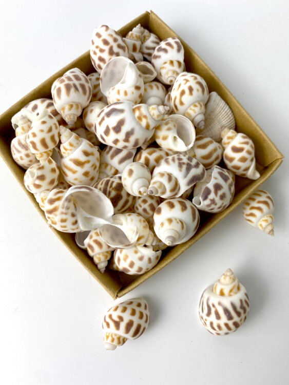 Ракушки круглые коричневые  Ракушки круглые коричневые