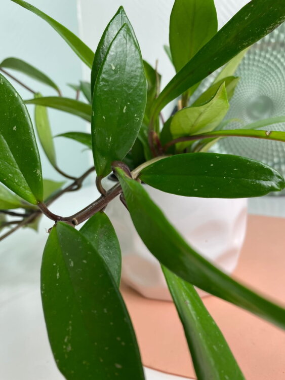 Хойя Карноза Дарк Ред ⌀12 30 см 