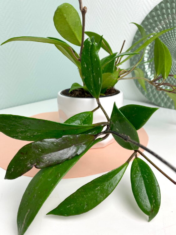 Хойя Карноза Дарк Ред ⌀12 30 см 