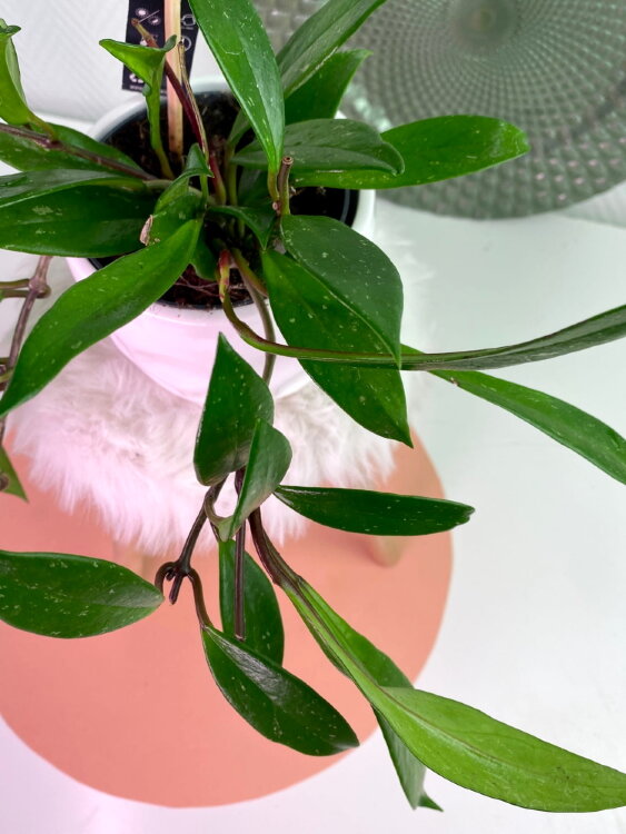 Хойя Карноза Дарк Ред ⌀12 30 см 